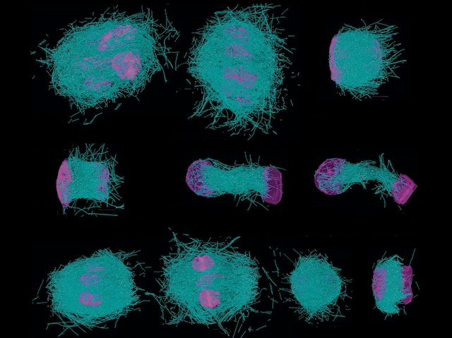 10 imatges amb línies verdes (microtúbuls) format una estructura densa, dins la qual es veuen taques rosa (cromosomes)