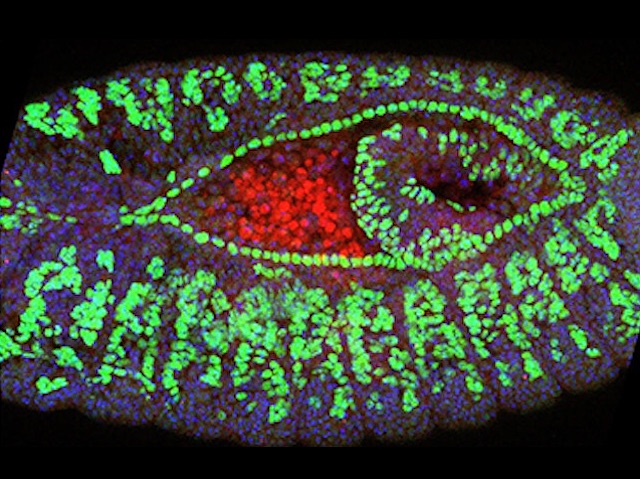 Figura amb forma d'ull amb la part externa de color verd i la part que correspondria a la pupil·la de color roig