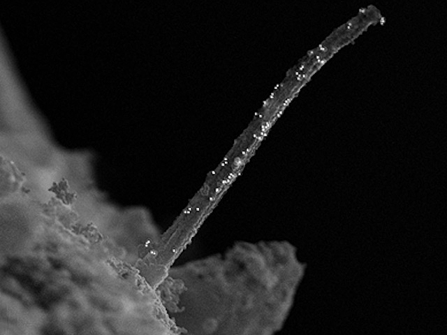 un filament (un cili) que ix de la superfície d'una cèl·lula i té punts blancs per la seu superfície