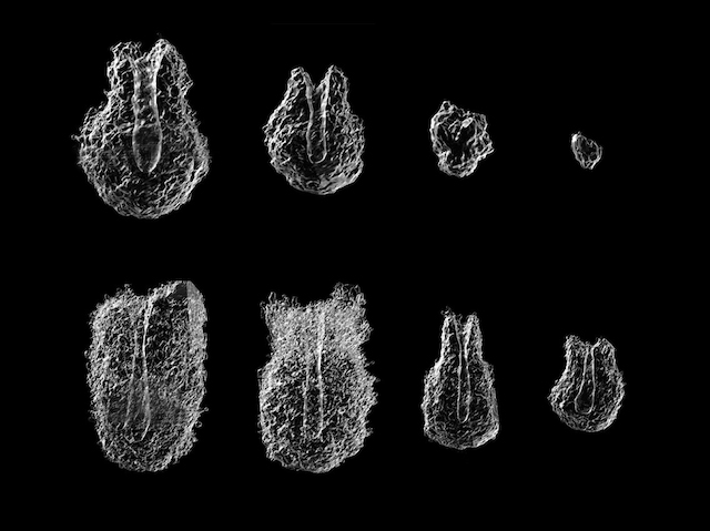 Representació de superfícies transparents de nius deciduals