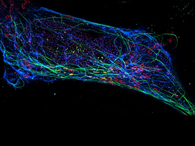 una cèl·lula que està plena de línies de colors que la recorren de punta a punta