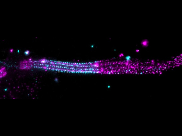una estructura allargada amb múltiples punts rosa i quatre files paral·leles de punts blaus