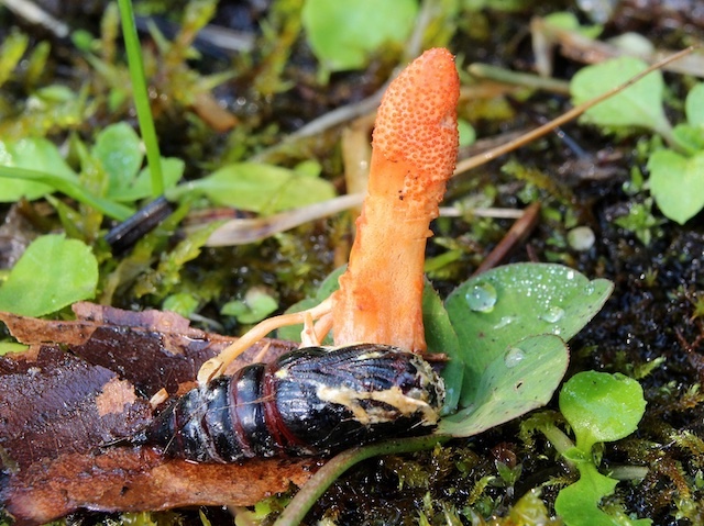 una eruga negra de la que ix un bolet carabassa cilíndric vertical