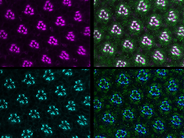 Cèl·lules de l'ull de la mosca del vinagre mostrades amb 4 panells de colors diferents