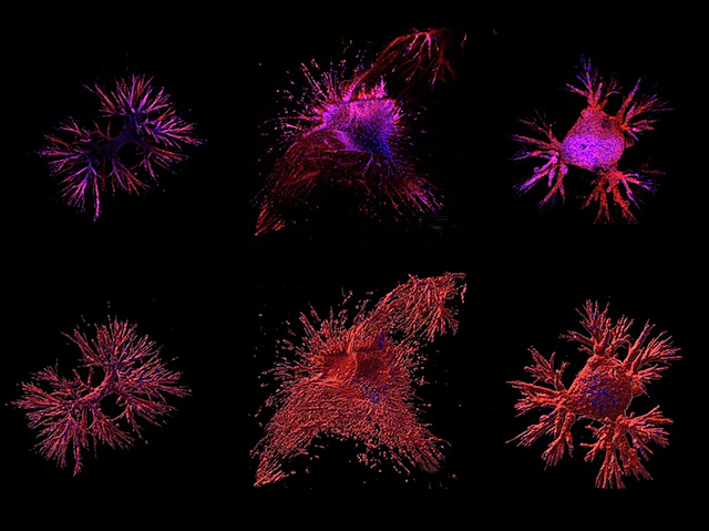 Organoides ramificats de color roig, semblants a estreles