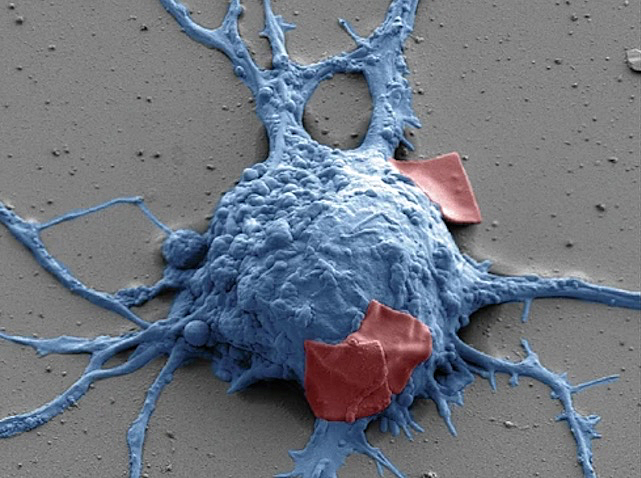 dibuix en 3D d'una neurona de color blau i un parell de pegats rojos sobre el soma