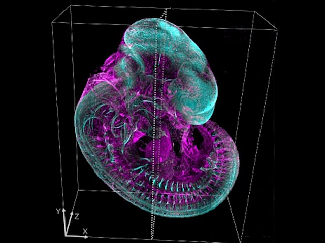 imatge tridimensional d'un embrió amb el seu cos de color blau amb elements de color fúcsia