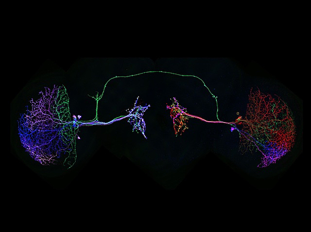 dos neurones situades de forma oposada, amb moltes ramificacions i diversos colors, connectades per un filament verd