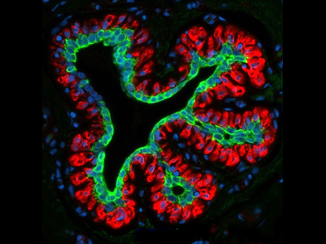una cavitat amb invaginacions revestida per capes de color verd, roig i blau