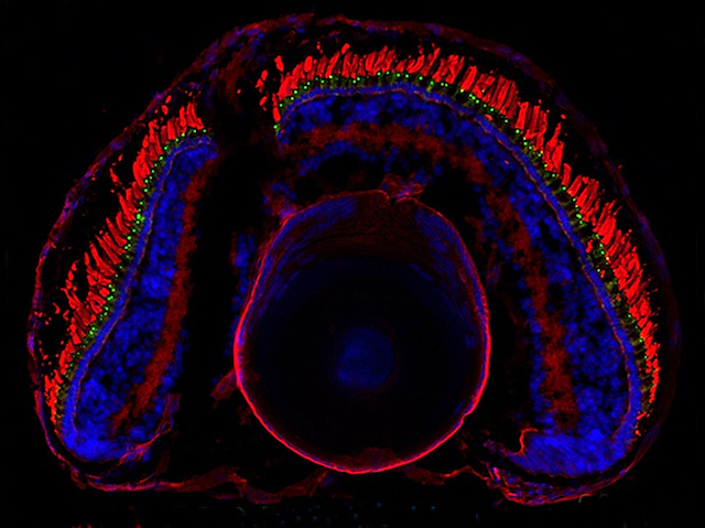 un cos allargat situat sobre una esfera, el cos té capes blaves fosques i, la part superior una capa roja brillant