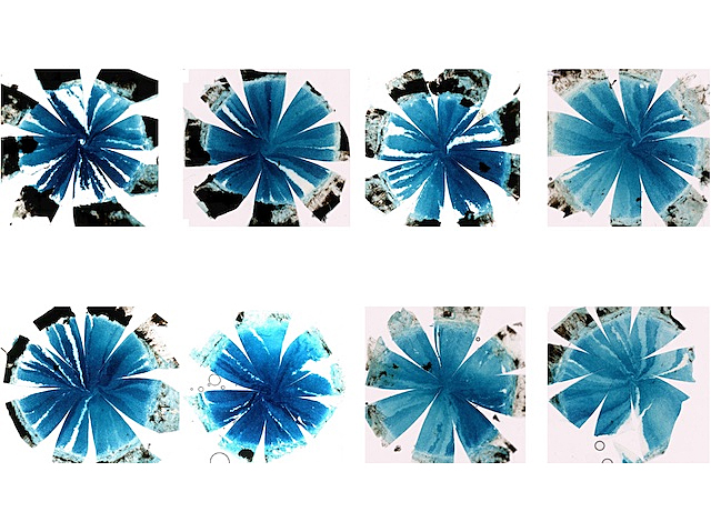 8 imatges molt semblants. Del centre d’un cercle surten 8 franges blaves cap a la perifèria, com els pètals de les flors. Cada imatge té un patró diferent de colors; blau amb el fons blanc.