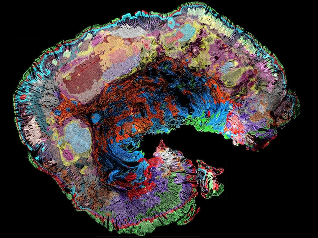 Estructura arredonida irregular compacta oberta per la zona inferior dreta. Presenta diversos colors  seguint un patró abstracte.