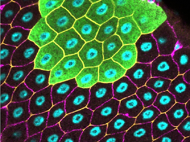 Patró d'estructures repetitives semblant a una bresca d'abelles. Cada forma tancada (de color magenta fosc) presenta al centre, un cercle blau cian ben diferenciat.  A la banda superior, les formes són verdes, però el centre blau cian es manté.