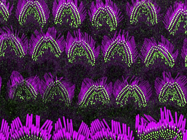 Estructures disposades en fileres corbades, amb filaments de color porpra i punts verds brillants a la base d'aquests filaments