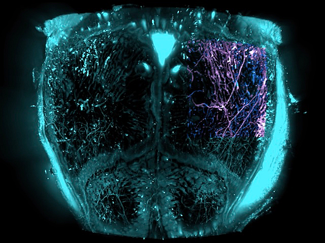 Imatge simètrica amb forma arrodonida, amb tonalitats blaves brillants i zones fosques al centre. A la dreta apareixen ramificacions fines de color morat i blau