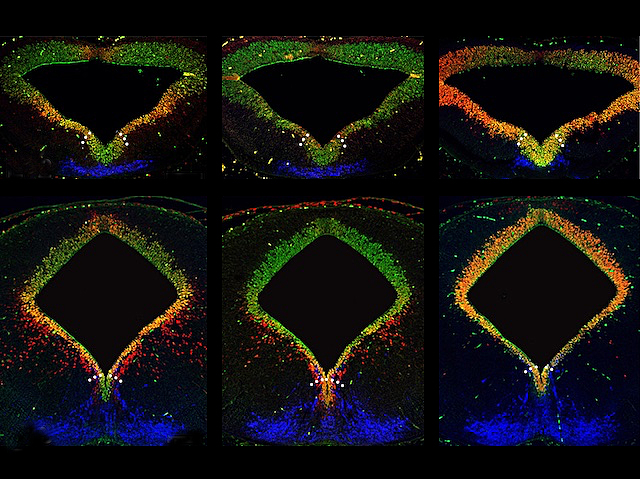 Tres grups de cèl·lules de color verd, groc i roig, que formen un triangle (fila superior) i tres un rombe (fila inferior) que canvien el patró de colors en cada imatge