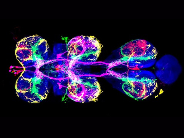 Estructures ramificades i arrodonides de colors vius disposades sobre un fons negre. Els colors formen un patró lluminós i entrellaçat que confereix simetria a la imatge