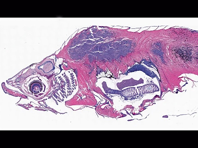 Imatge de microscòpia del peix zebra tenyit amb color fúcsia i morat