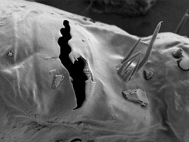 Imatge de microscòpia electrònica de rastreig de l'òrgan de Haller tridimensional i en escala de grisos