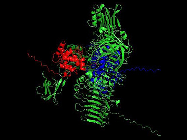 Imatge de microscòpia amb la proteïna CMIP marcada en verd ancorada a altres molècules en roig i en blau