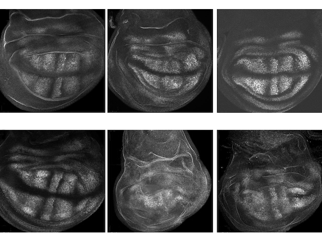 Sis imatges en blanc i negre de microscòpia que mostren l'efecte d'activació o desactivació del factor de transcripció Zelda a les mosques del vinagre