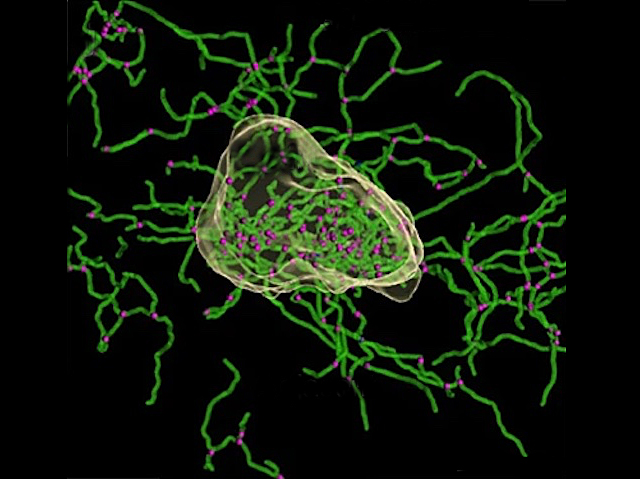 Conjunt irregular de filaments verds amb un punt morat als extrems.
