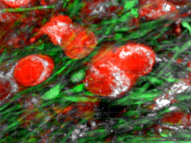 Fibres nervioses de ratolí