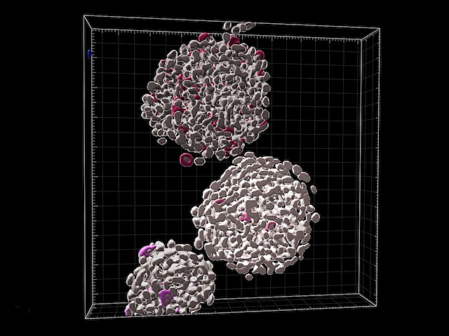 Tres formes geoides compostes per cercles més menuts dins d'un rectangle milimetrat