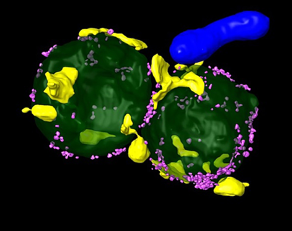 Dues esferes verdes contigües amb taques grogues irregulars en la seua superfície, una mena d'esferes xicotetes lila en la perifèria. Sembla que des del punt on es toquen, ix cap endarrere un cilindre allargat blau.