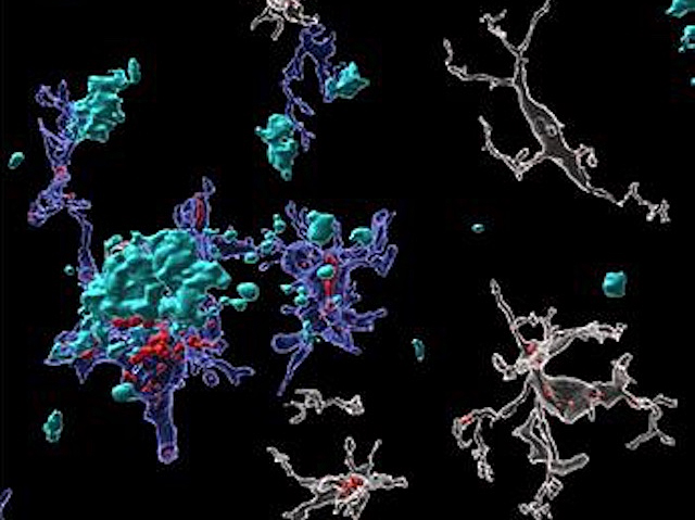 Neurones de cervell de ratolí