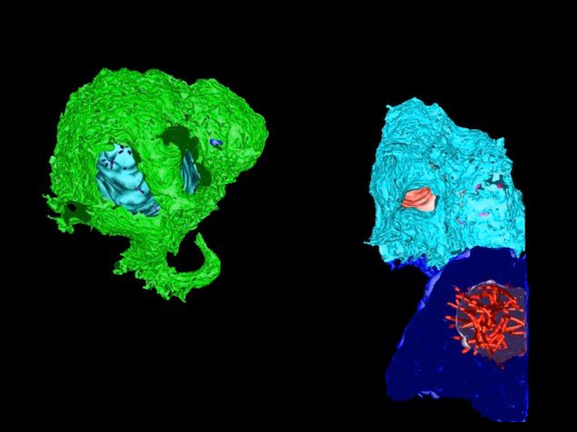 Dues formes amb forma ameboide amb relleu intern i amb estructures arrodonides i allargades que s’organitzen dins d’un contorn delimitat en un cercle dins de les dues.