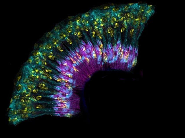 Una forma en ventall amb capes concèntriques mostra una estructura segmentada, amb punts dispersos incrustats en zones més denses.