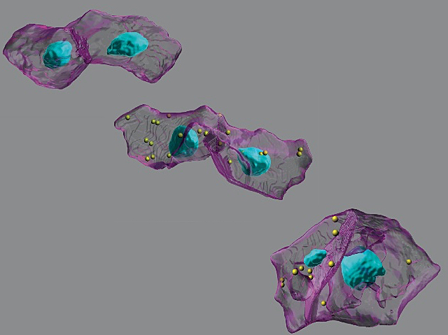 Es veuen dos masses transparents unides en tres estadis, cada una amb cossos blaus al centre i, als estadis central i de la dreta, amb esferes grogues a dintre