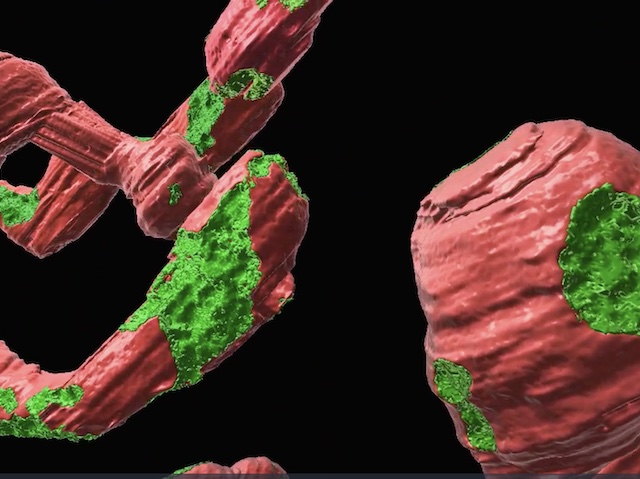 Mitocondris interaccionant amb el reticle endoplasmàtic