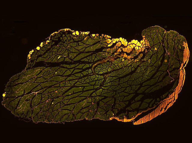 Es veu una preparació de tall trasversal de múscul estriat vist al microscopi.