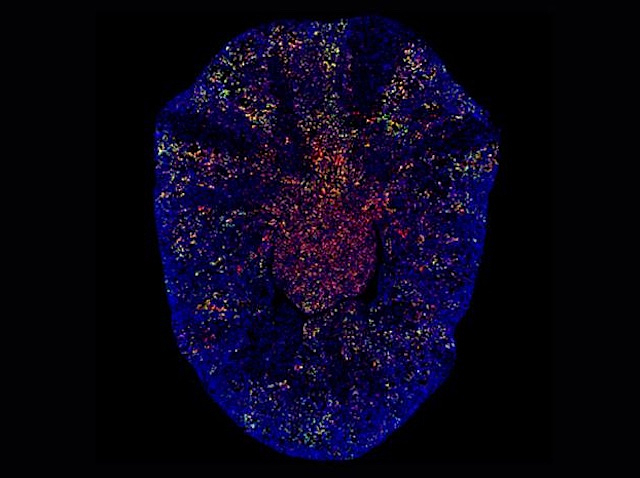 Mostra microscòpica d'un ronyó de ratolí en blau fosc, amb punts de colors rojos i verds