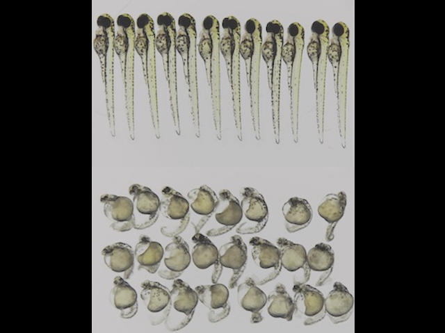 Exemplars de larves de peix zebra alíneats en diferents estadis.